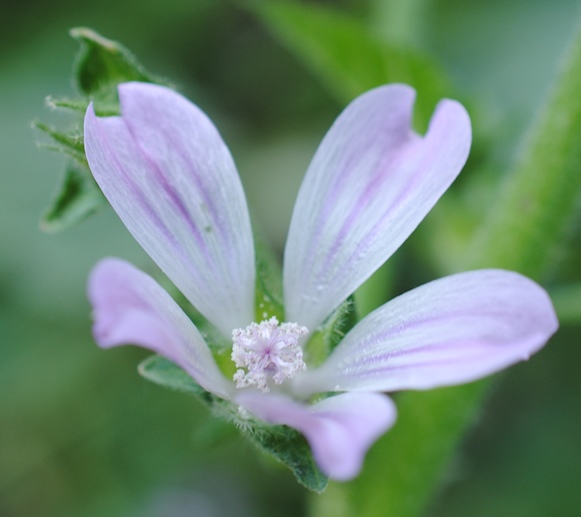 Malva multiflora?